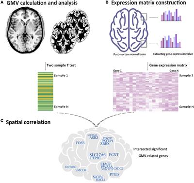 Transcriptomic Signatures Associated With Gray Matter Volume Changes in Patients With Functional Constipation